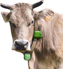 🧠 IA y sensores inteligentes: la revolución de la ganadería extensiva